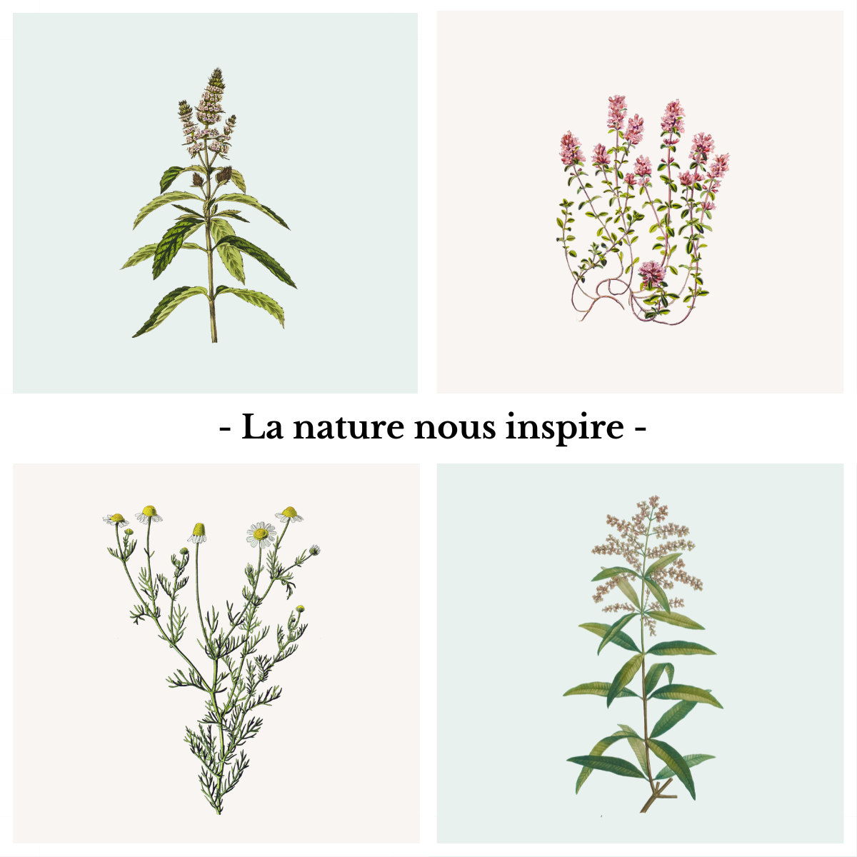 illustrations botaniques