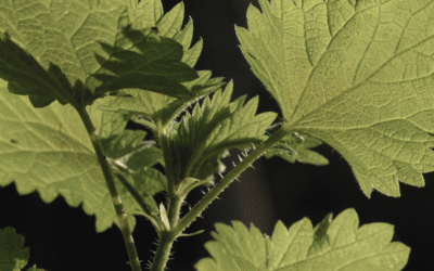 L’ortie, la plante mal-aimée qui nous veut du bien